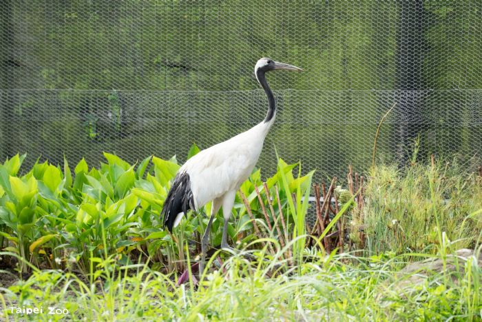 臺北市立動物園全新再開幕，迎接暑假歡樂時光與嶄新遊園體驗！